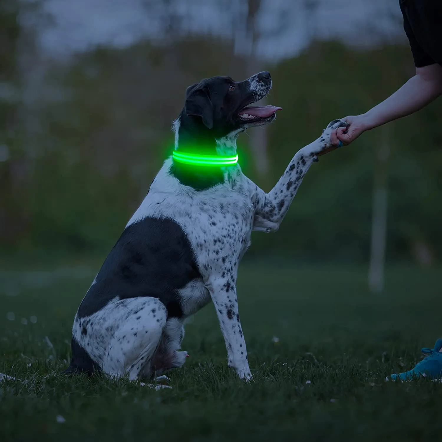 BSEEN Rechargeable LED Dog Collar, Adjustable Light Up Dog Collar Glow in The Dark