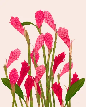 Ginger Bloom