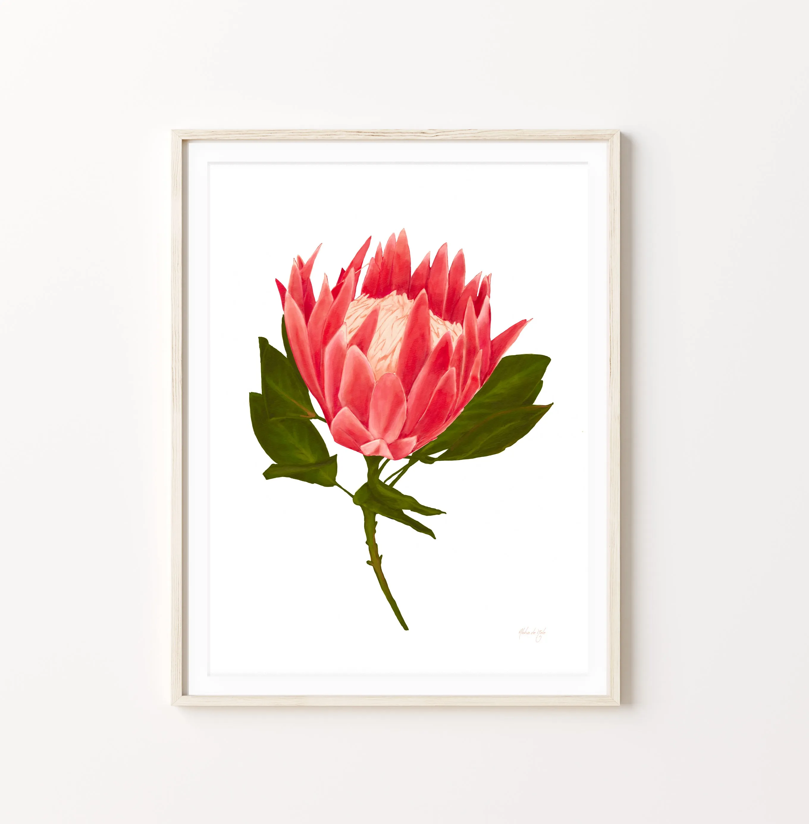 King Protea