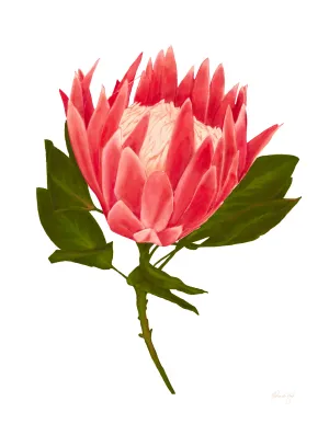 King Protea