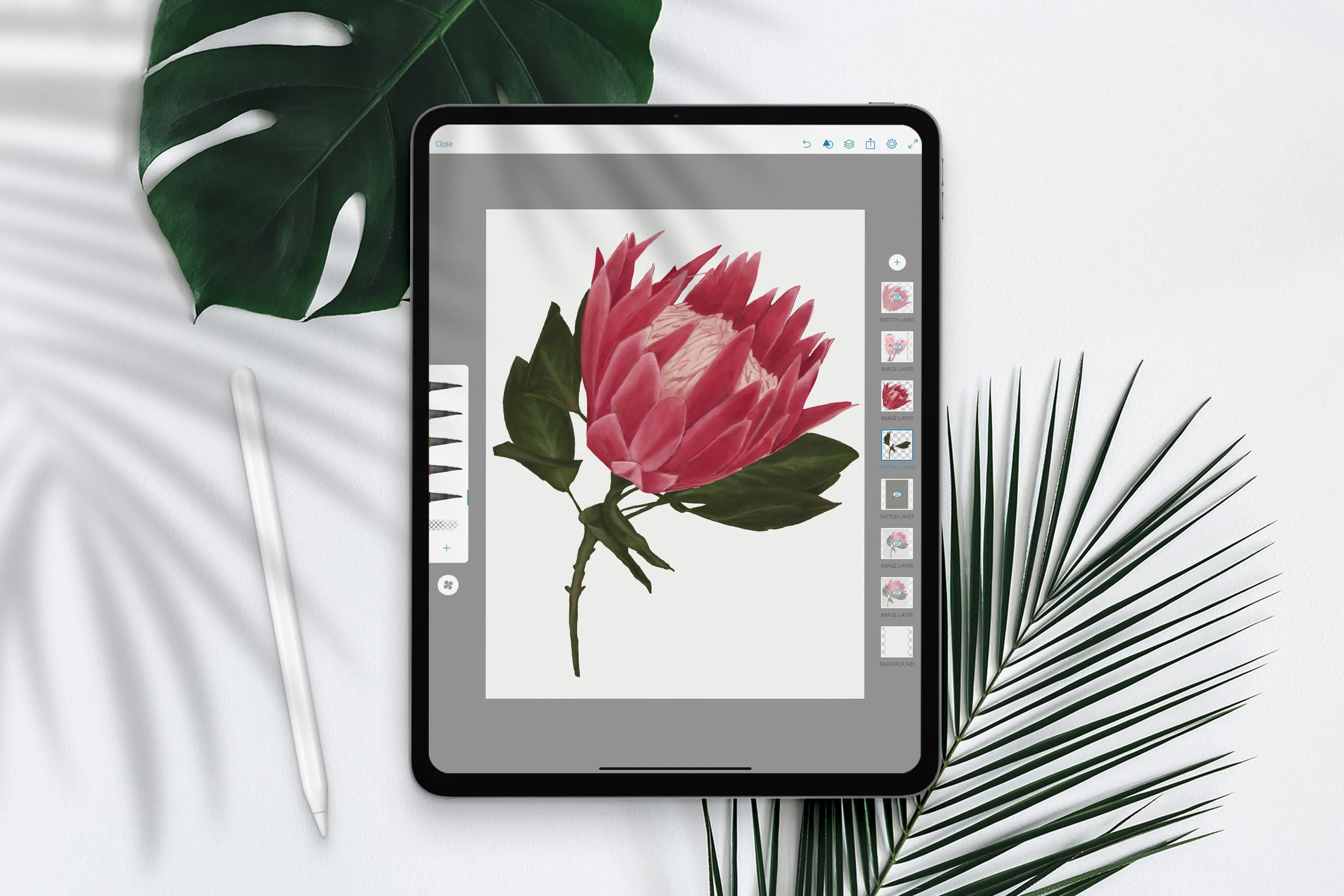 King Protea
