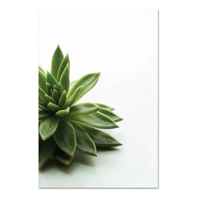 Nordic Simple Green Plants And Succulent