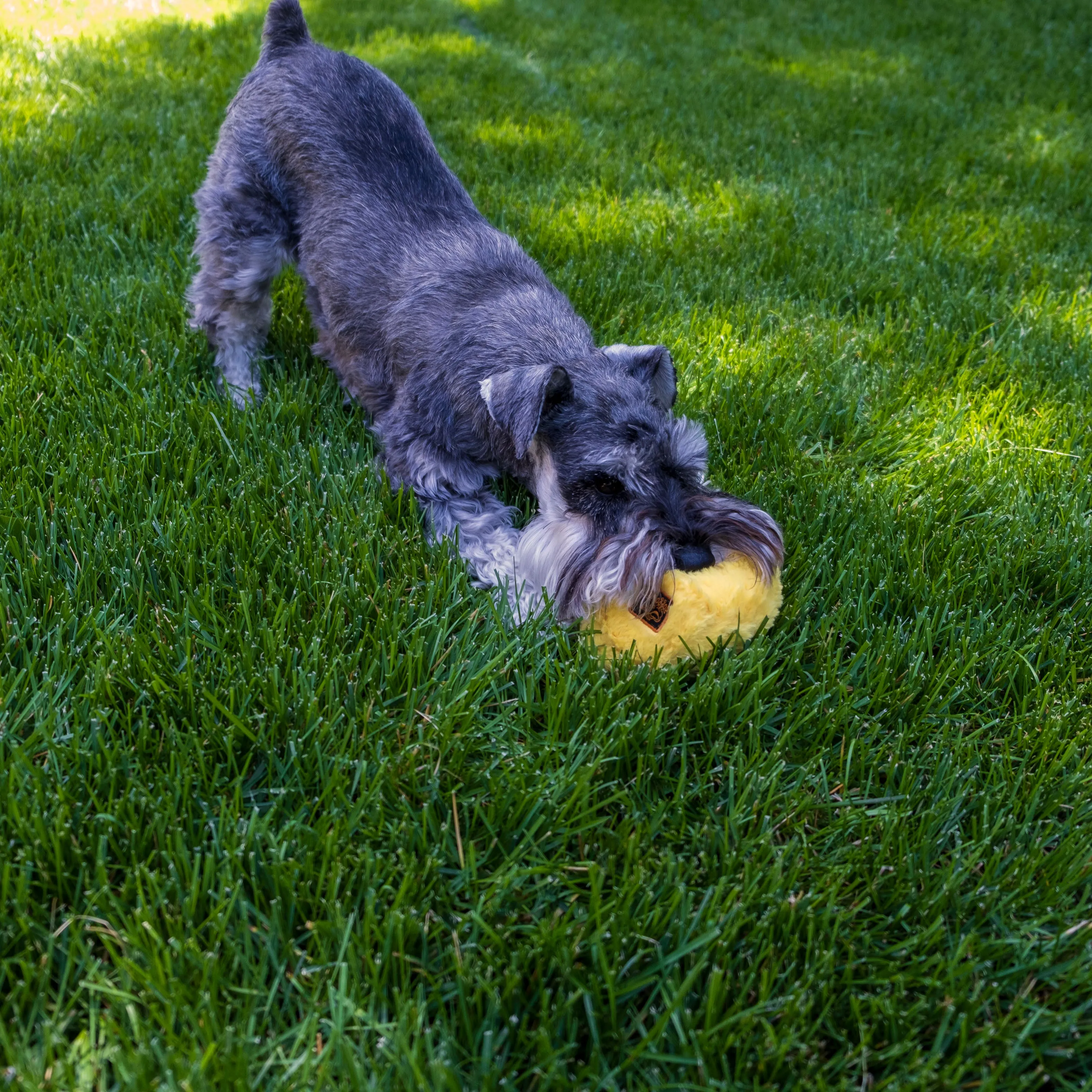 Quacker Jack: Fun Dog Toy Small Duck Grunter by DogGoods ™
