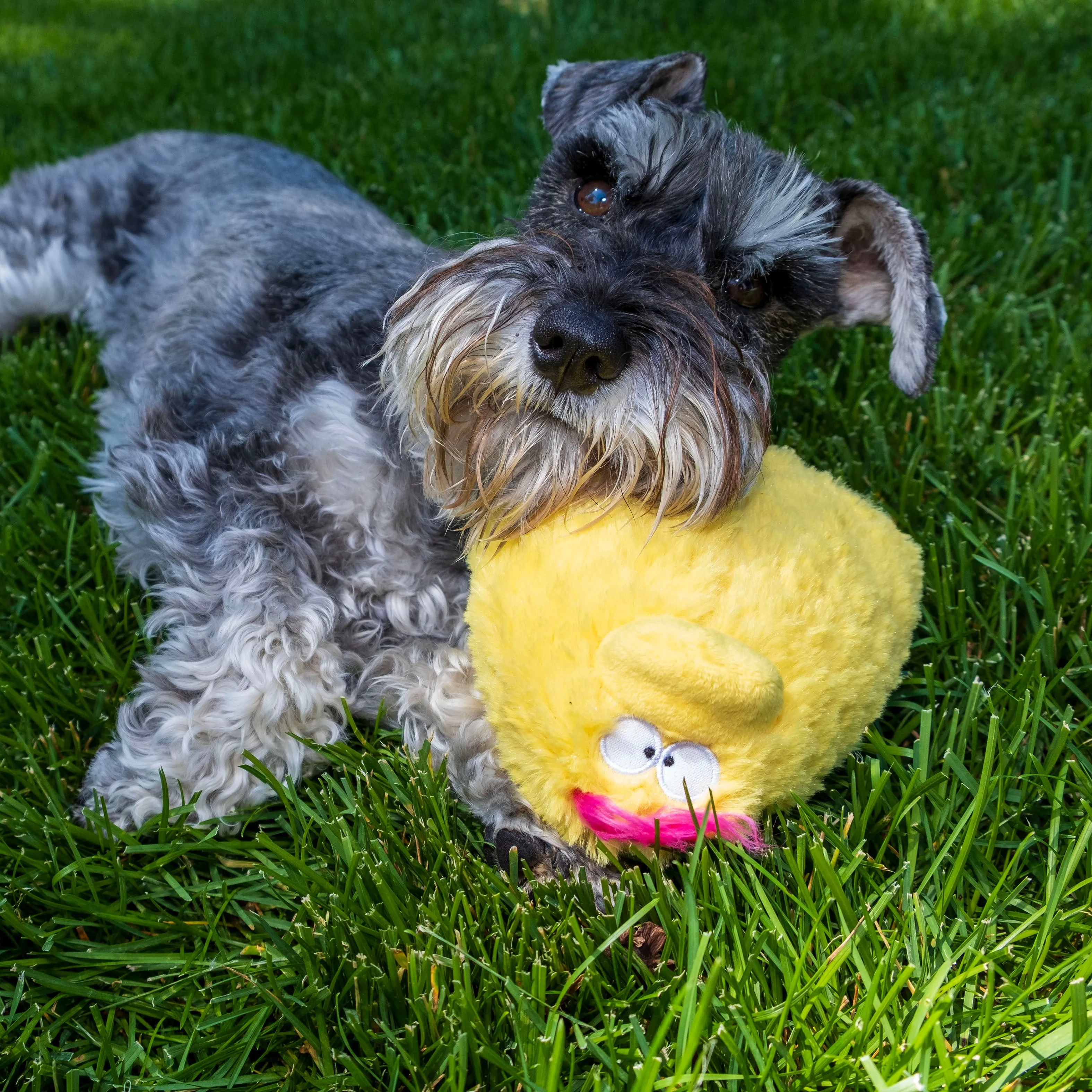 Quacker Jack: Fun Dog Toy Small Duck Grunter by DogGoods ™