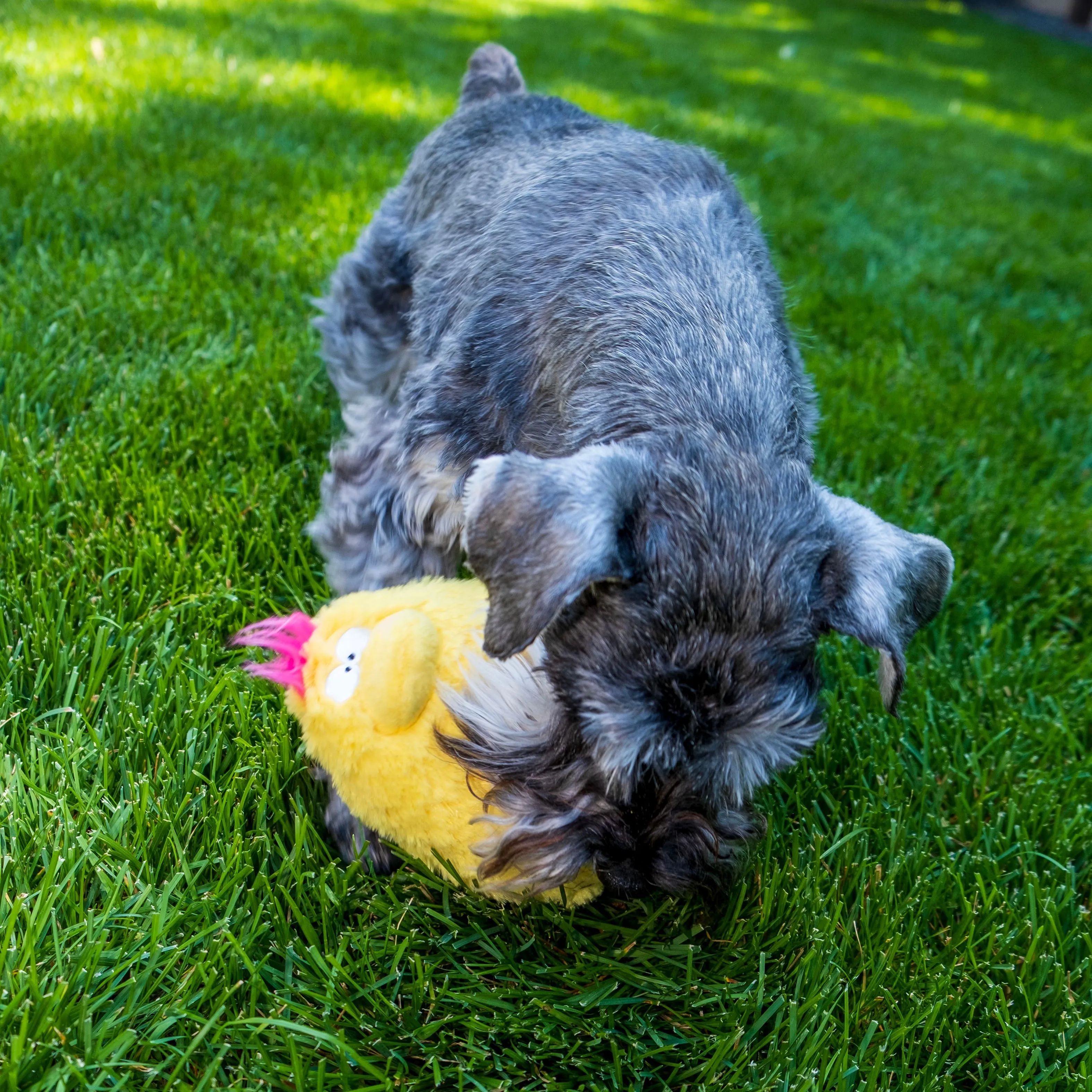 Quacker Jack: Fun Dog Toy Small Duck Grunter by DogGoods ™