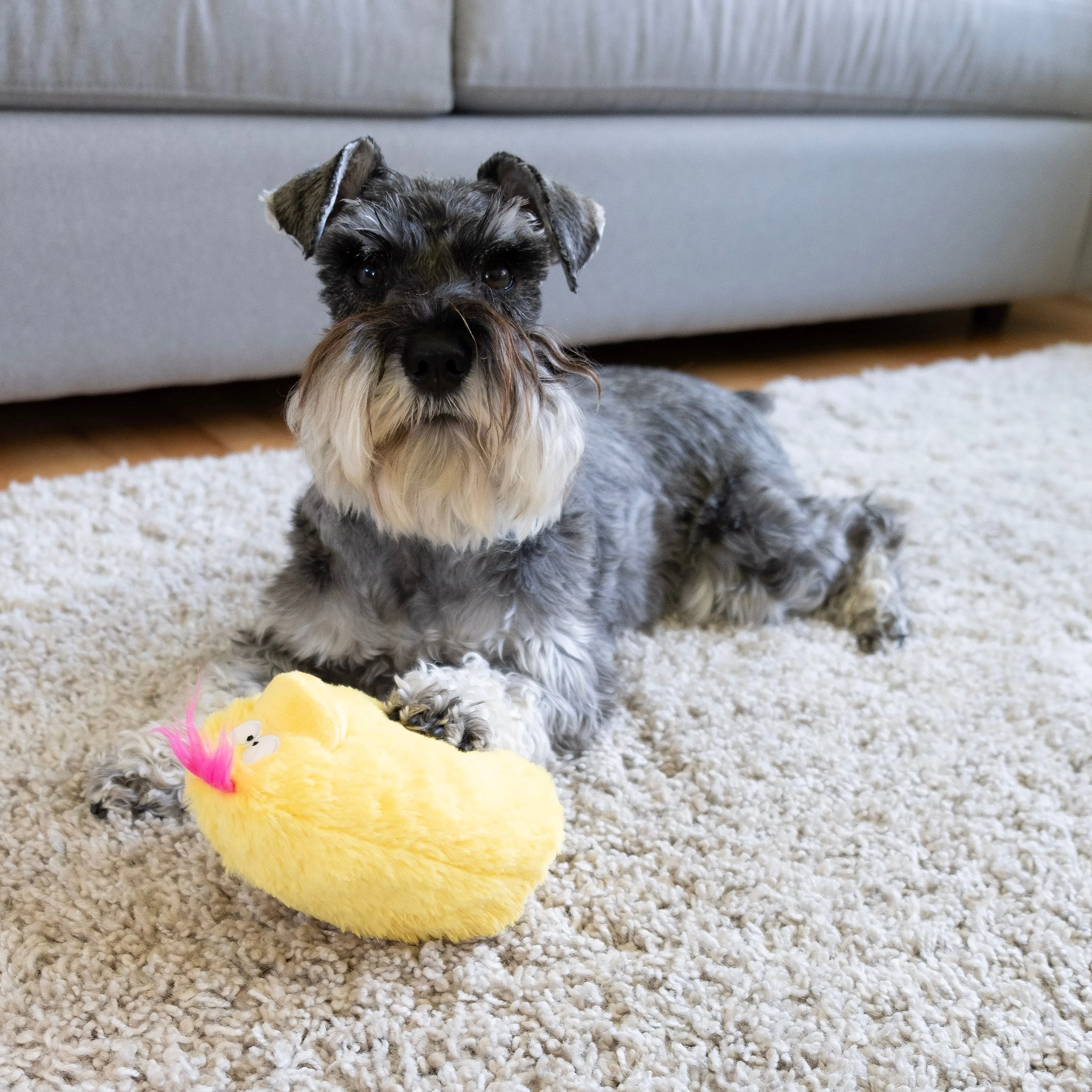 Quacker Jack: Fun Dog Toy Small Duck Grunter by DogGoods ™