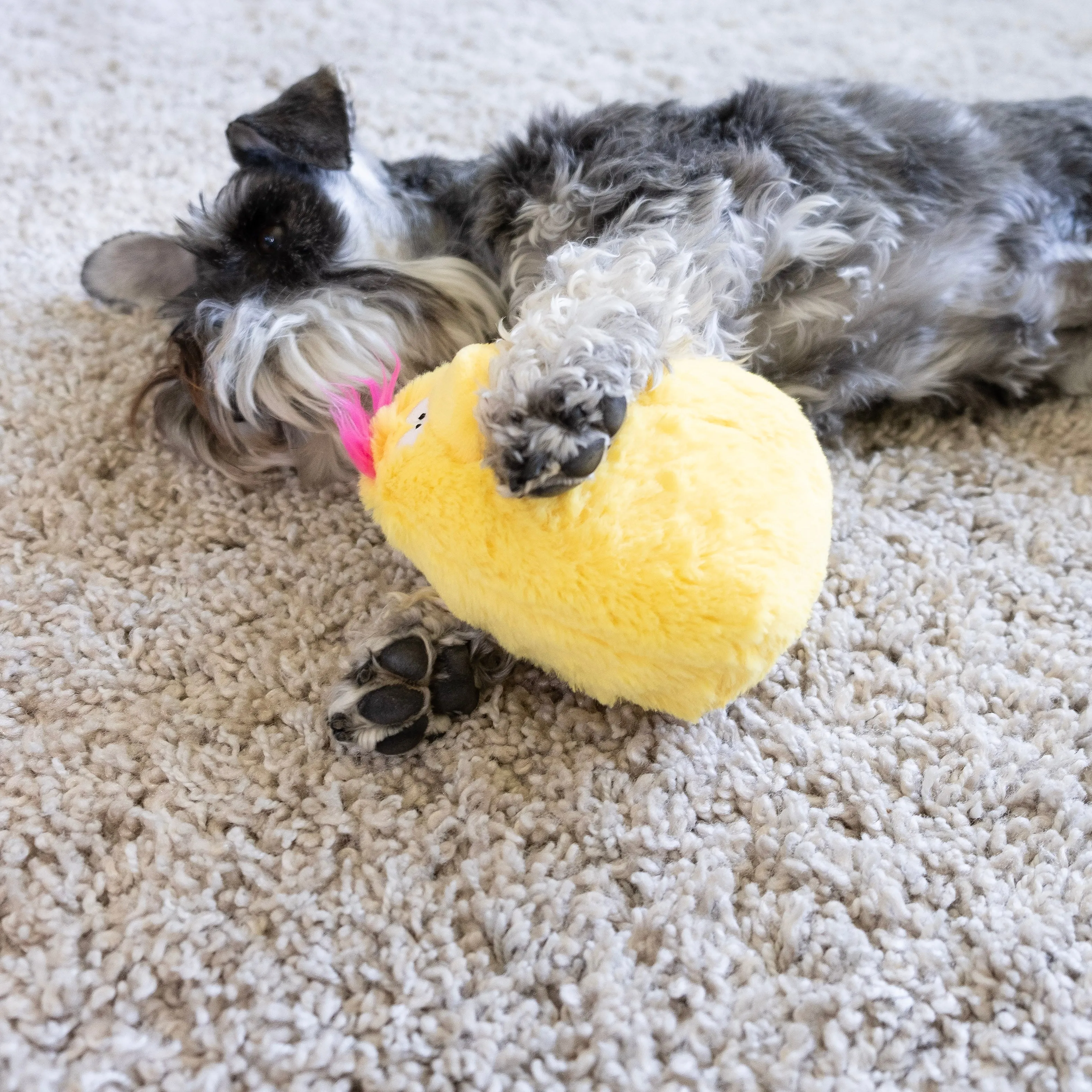 Quacker Jack: Fun Dog Toy Small Duck Grunter by DogGoods ™