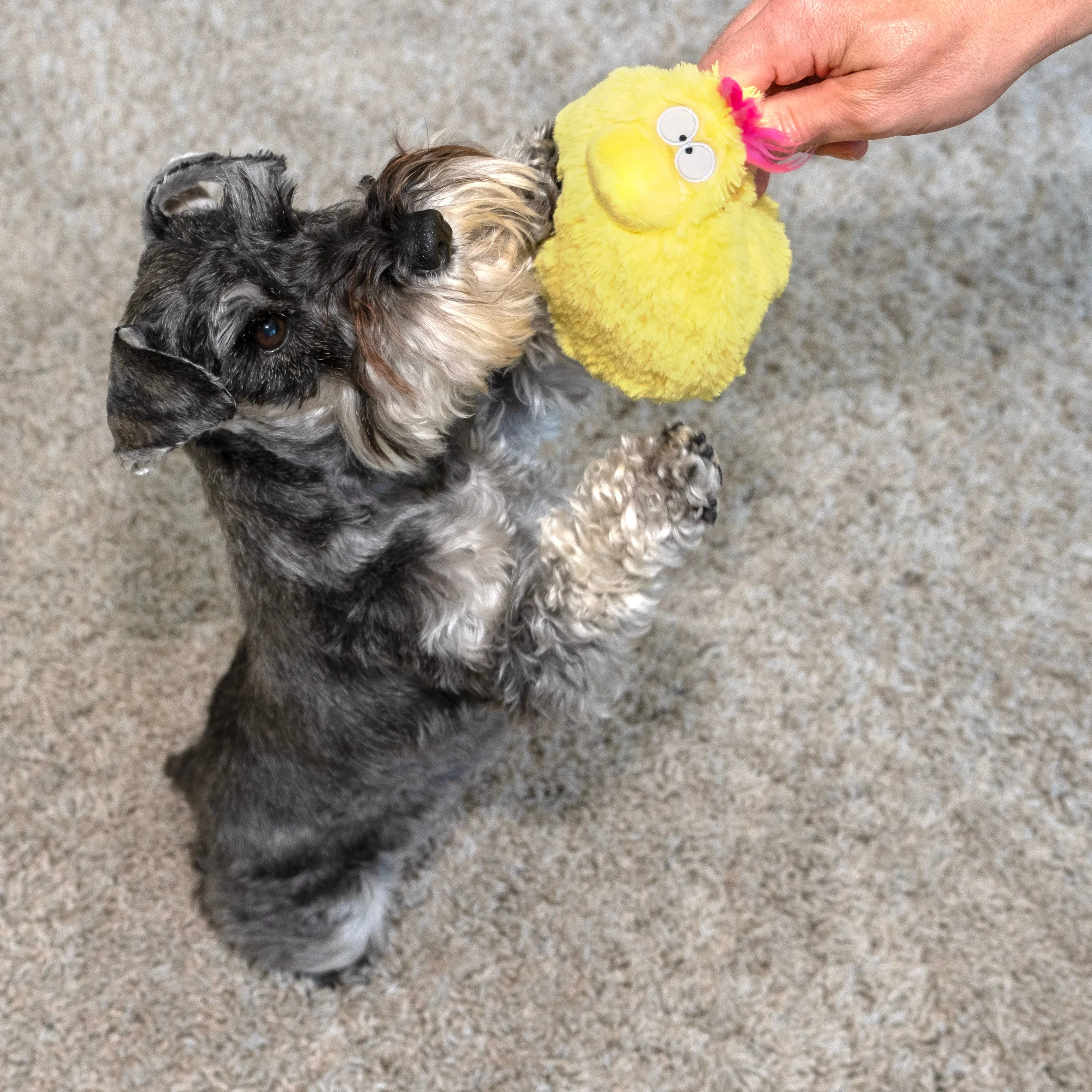 Quacker Jack: Fun Dog Toy Small Duck Grunter by DogGoods ™