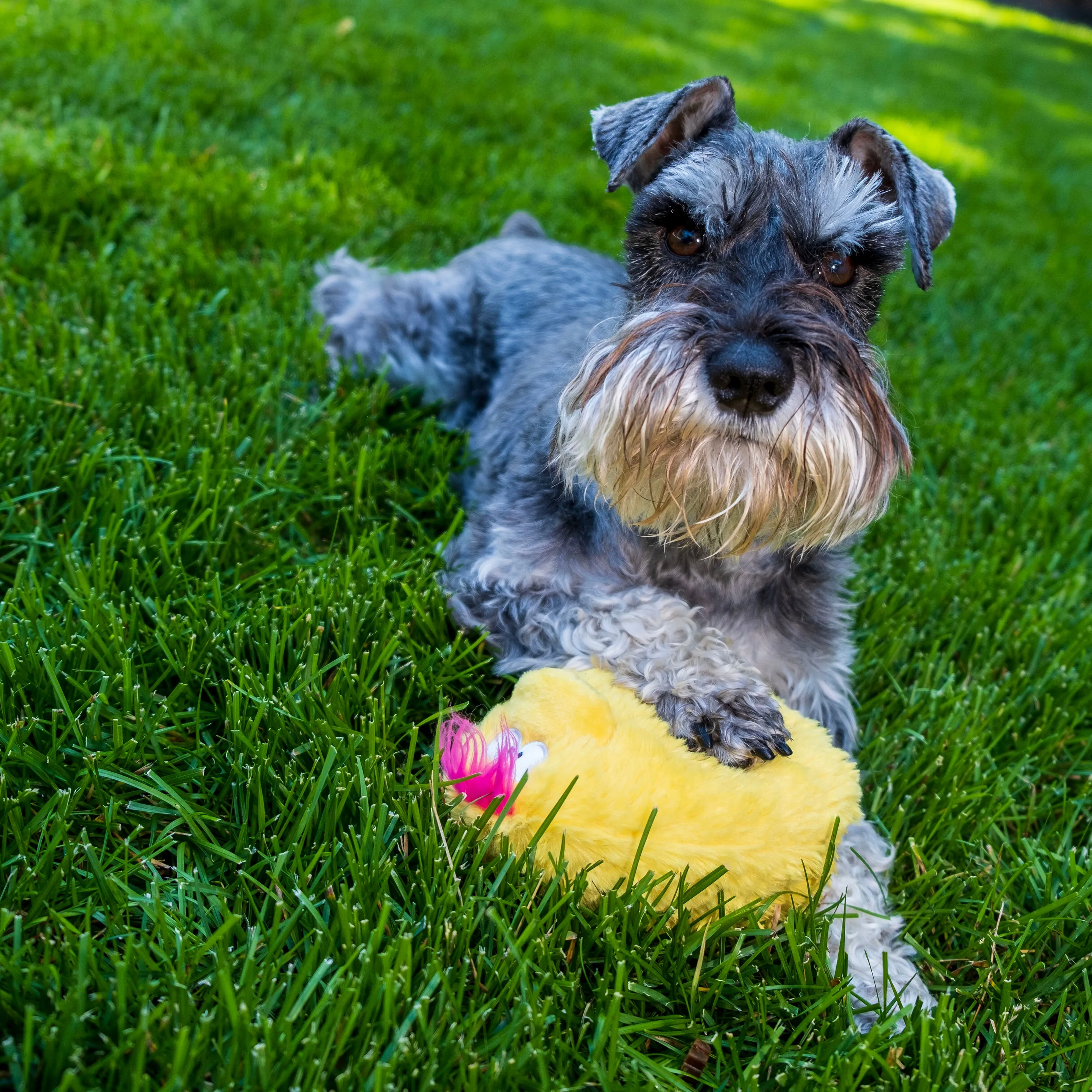 Quacker Jack: Fun Dog Toy Small Duck Grunter by DogGoods ™