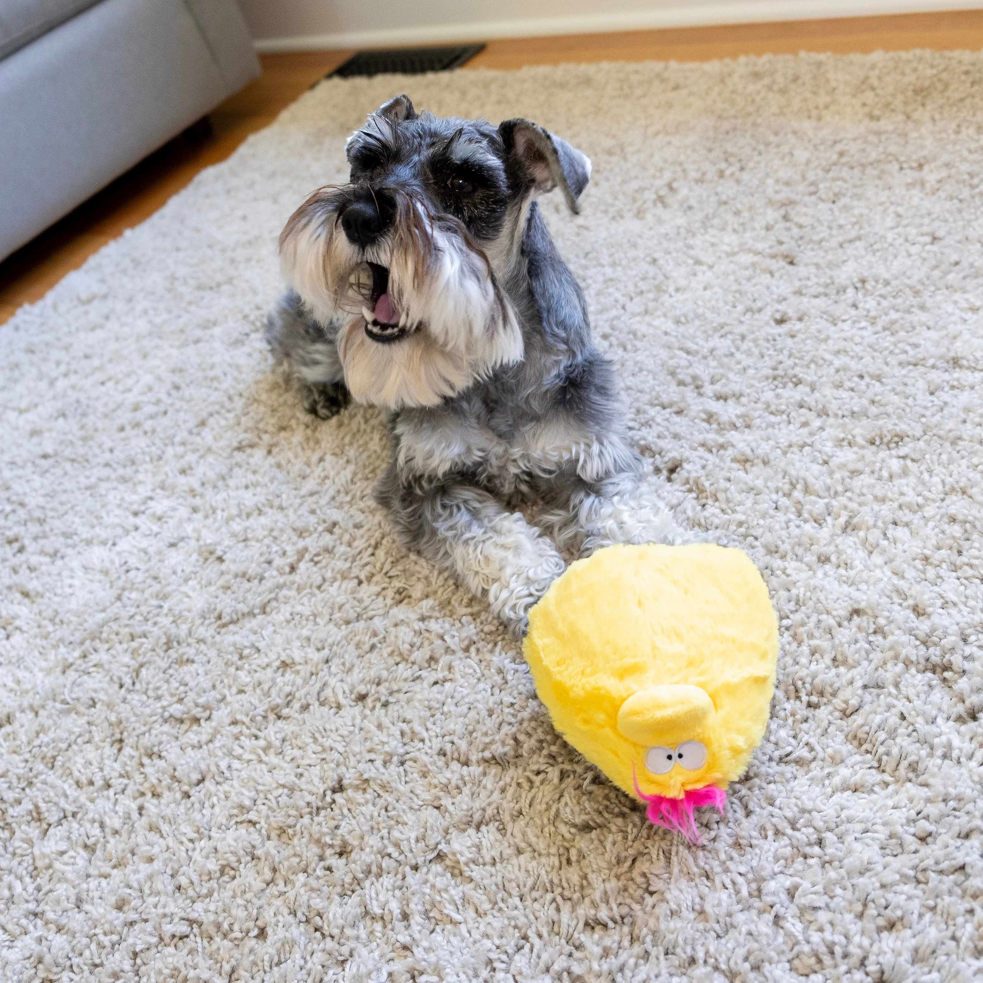 Quacker Jack: Fun Dog Toy Small Duck Grunter by DogGoods ™