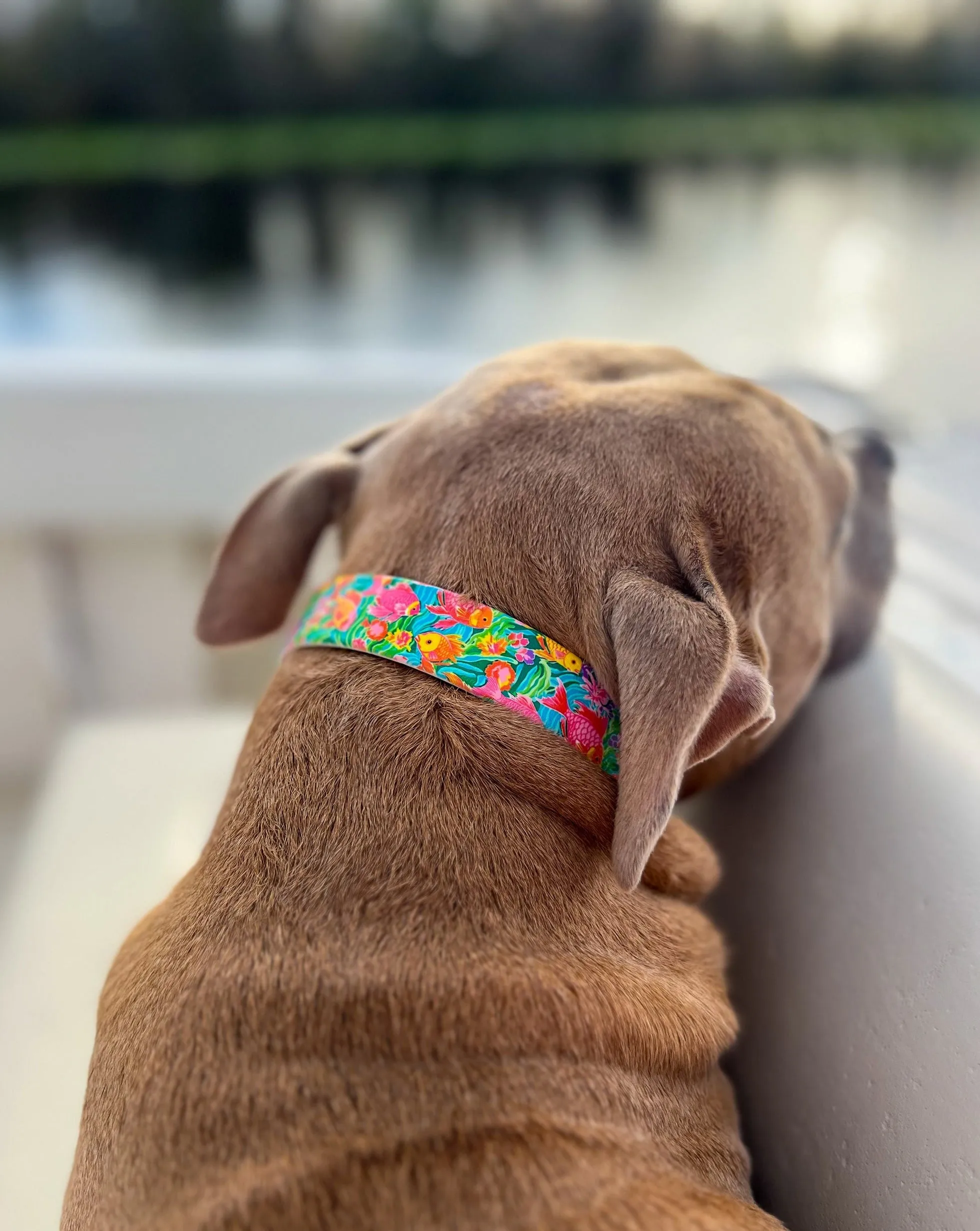 Tropical Fish BioThane® Collar